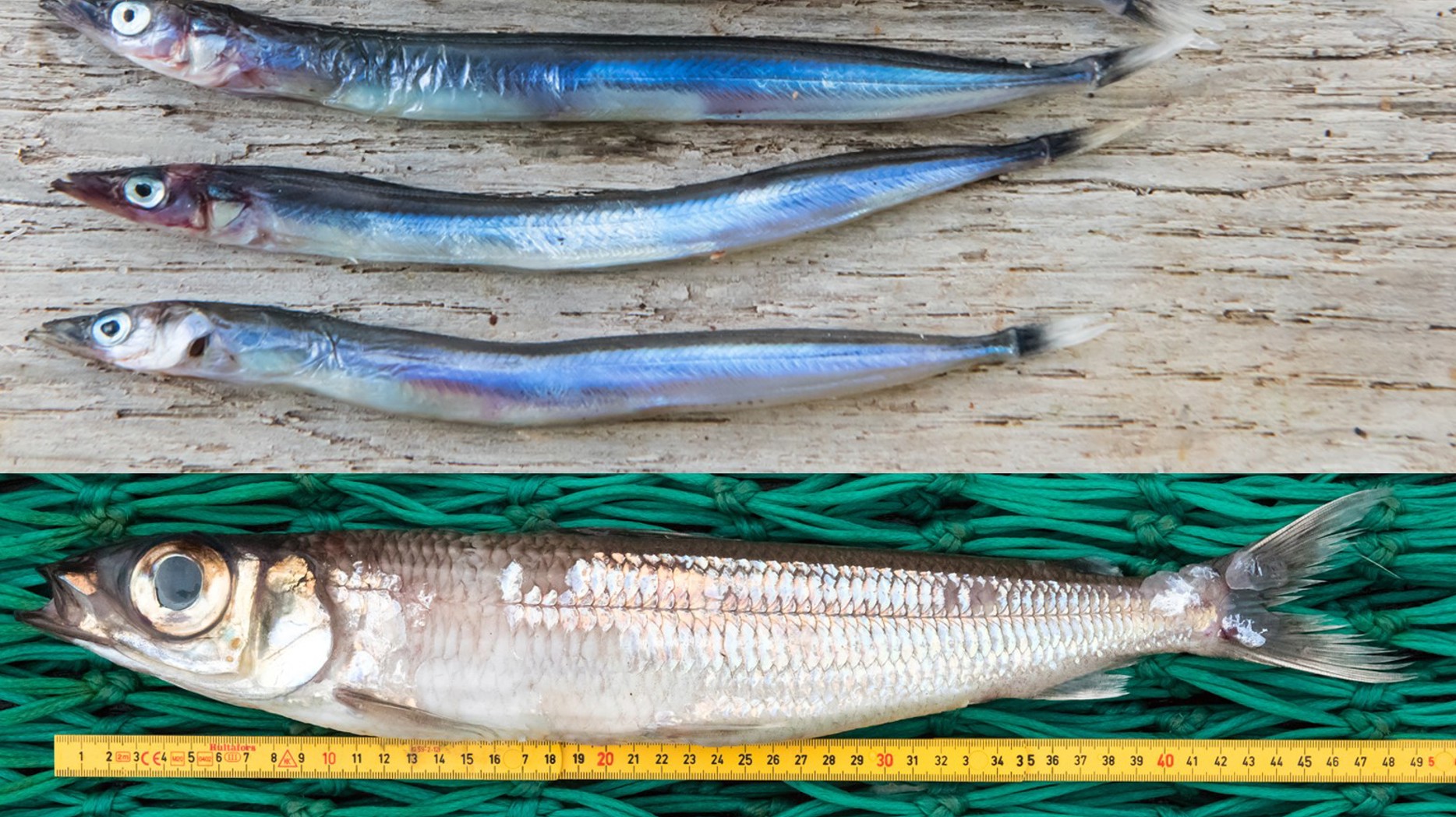 Nebbasild Og Gullaksur Klipt